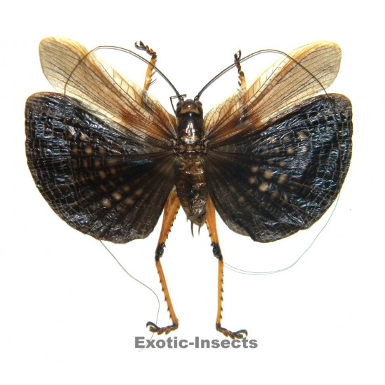Gryllacrididae sp.10