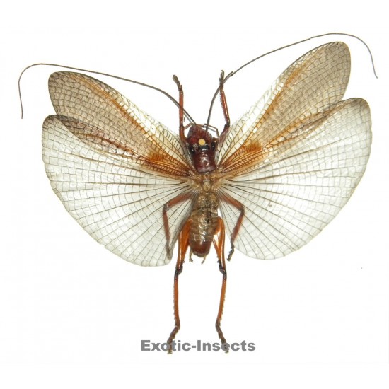 Gryllacrididae sp.18