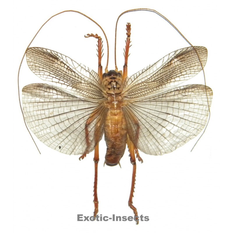 Gryllacrididae sp.13
