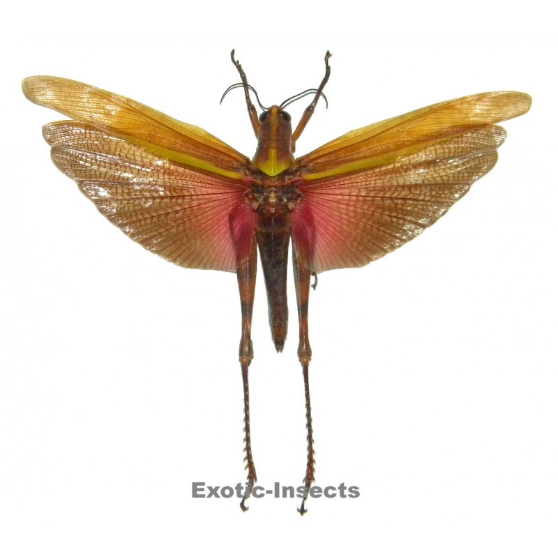 Valanga nigricornis melanocornis