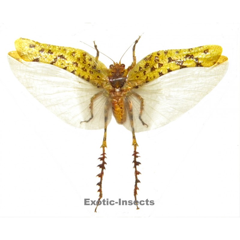 Trachyzulpha fruhstorferi OPEN WINGS