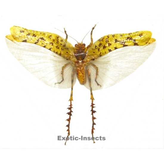 Trachyzulpha fruhstorferi OPEN WINGS