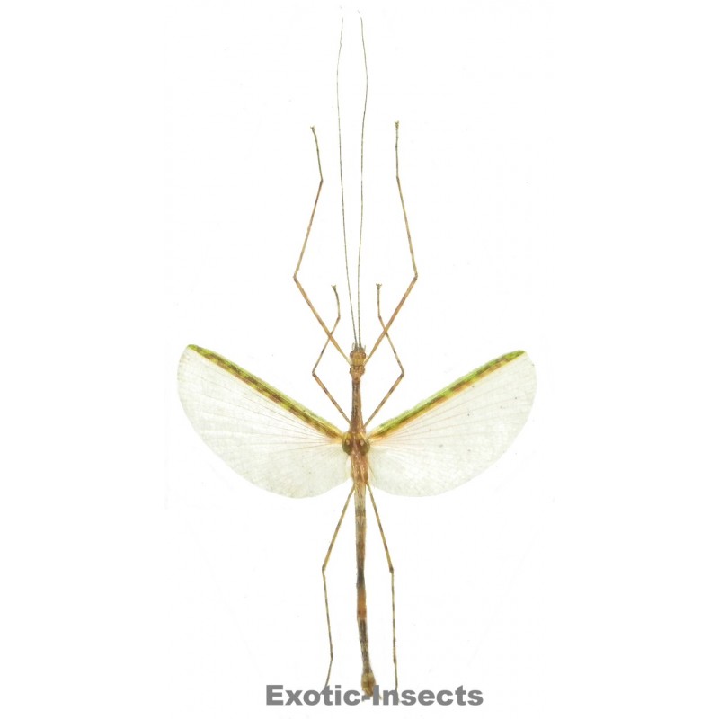 Necroscia punctata  GREEN FORM