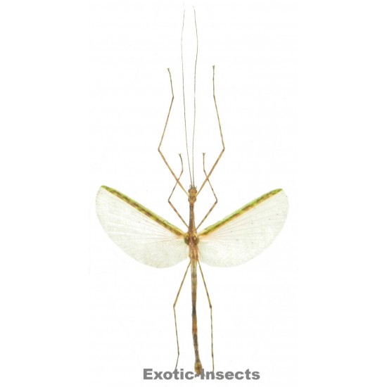 Necroscia punctata  GREEN FORM