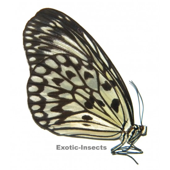 Idea leuconoe nigriana