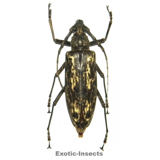 Neocerambyx gigas (70-74mm)