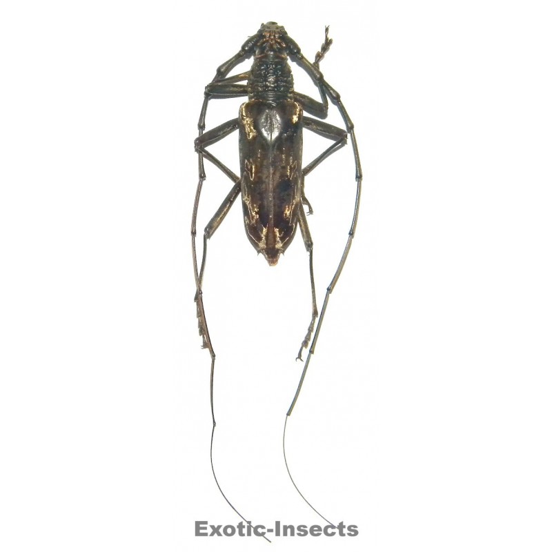 Neocerambyx gigas (65-69mm)