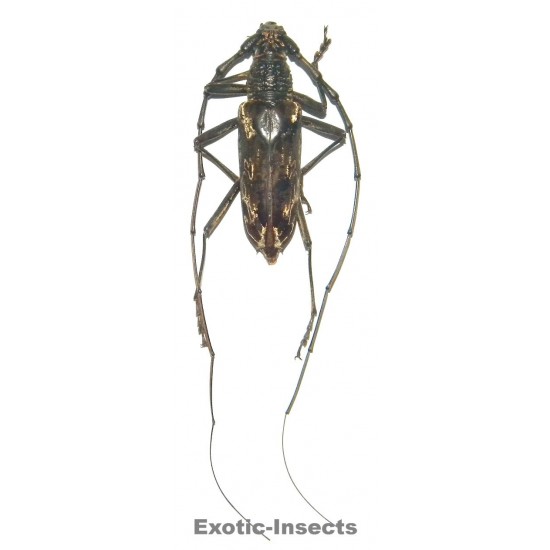 Neocerambyx gigas (65-69mm)
