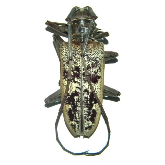 Batocera gerstaeckeri (60-64mm)