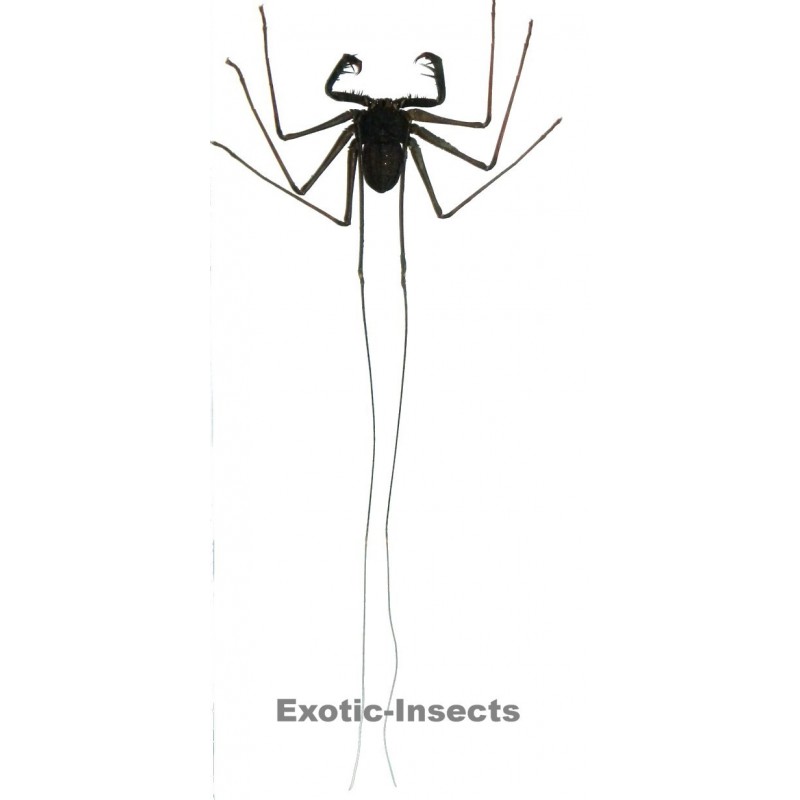 Stygophrynus dammermani SMALL