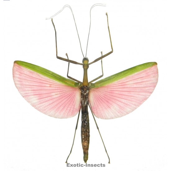 Marmessoidea sp.01  Set of 10