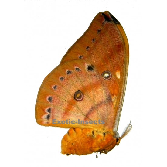 Antheraea Imperator