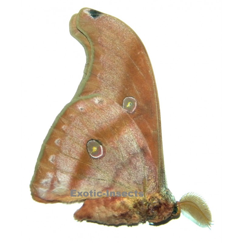 Antheraea imperator