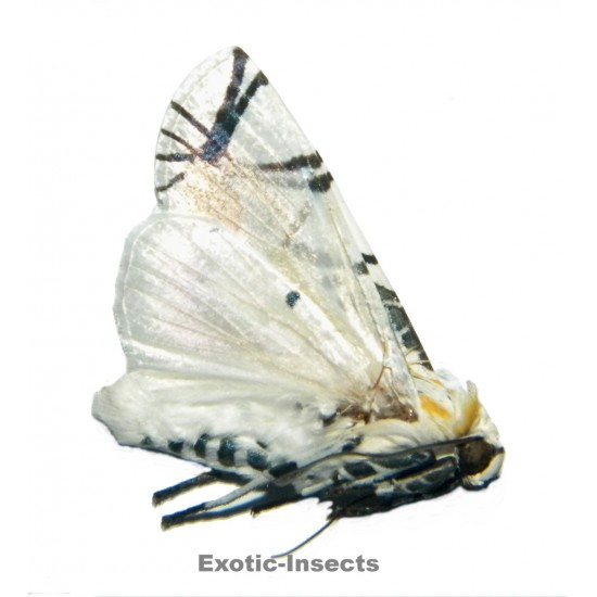 Baorisa hieroglyphica