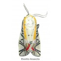 Baorisa hieroglyphica