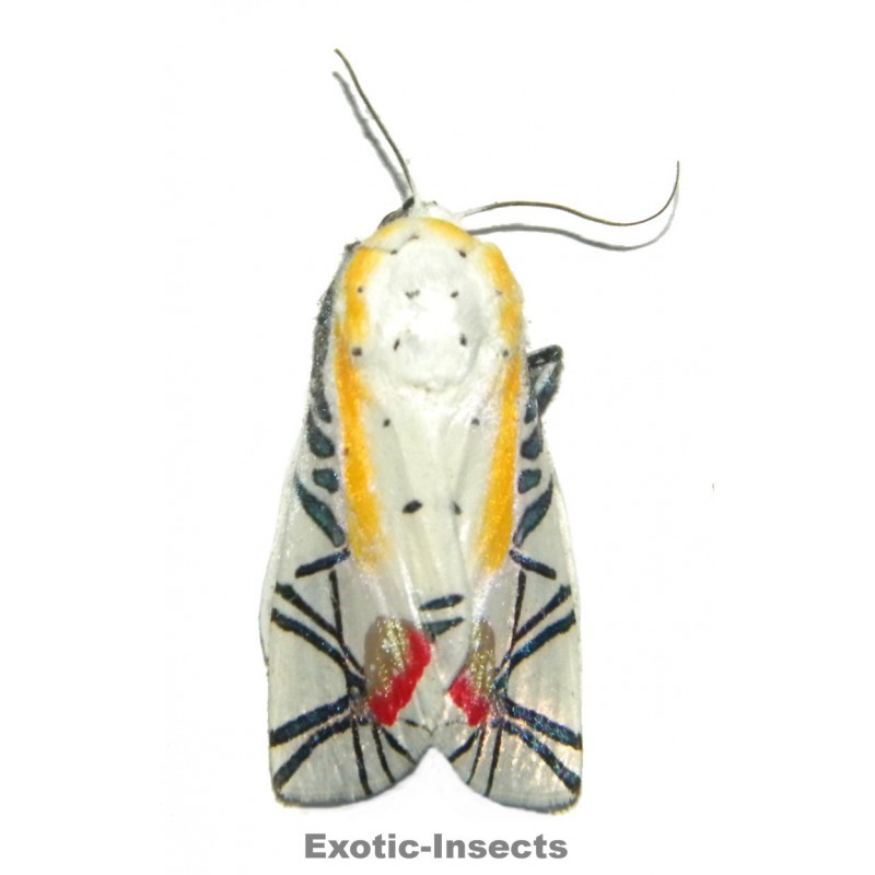 Baorisa hieroglyphica