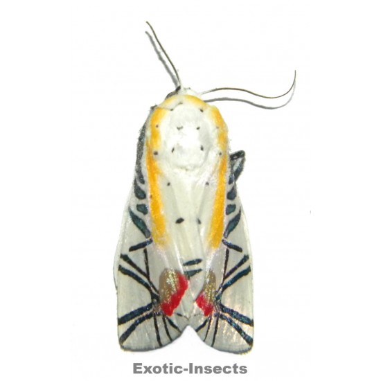 Baorisa hieroglyphica