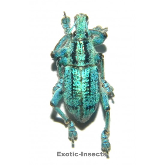 Eupholus antonkozlovi...