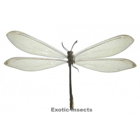 Neuroptera sp.16  OPEN WINGS