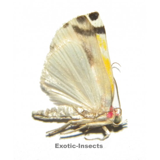 Misc. moth sp.79