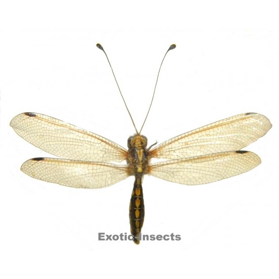 Neuroptera sp.19