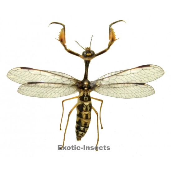 Mantispidae sp.03