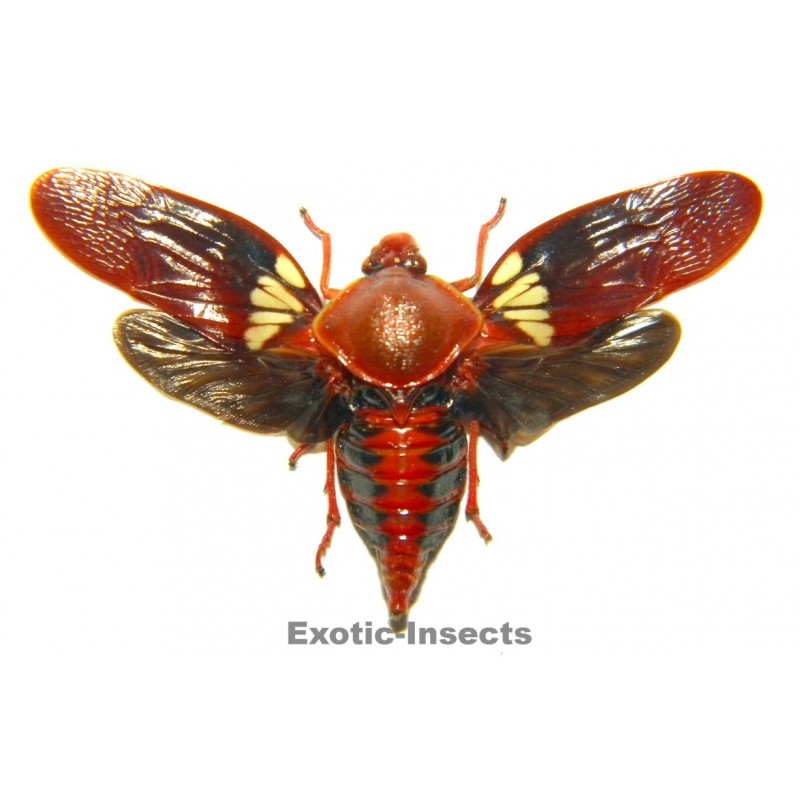 Cercopidae sp.12