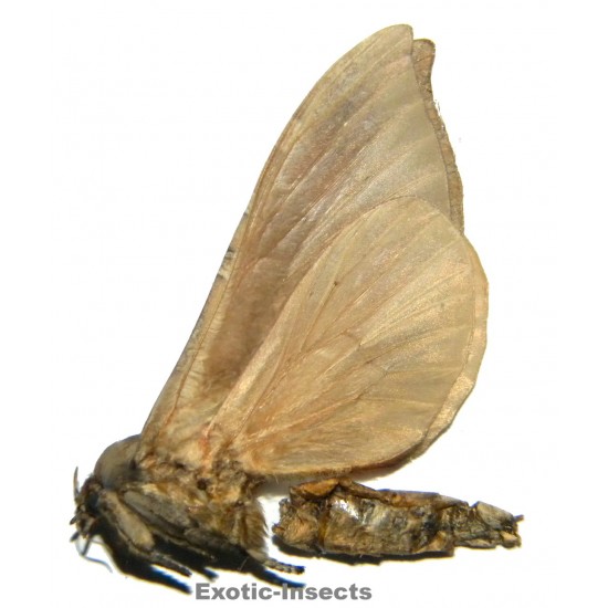 Phassodes vitiensis  SPECIMEN 3