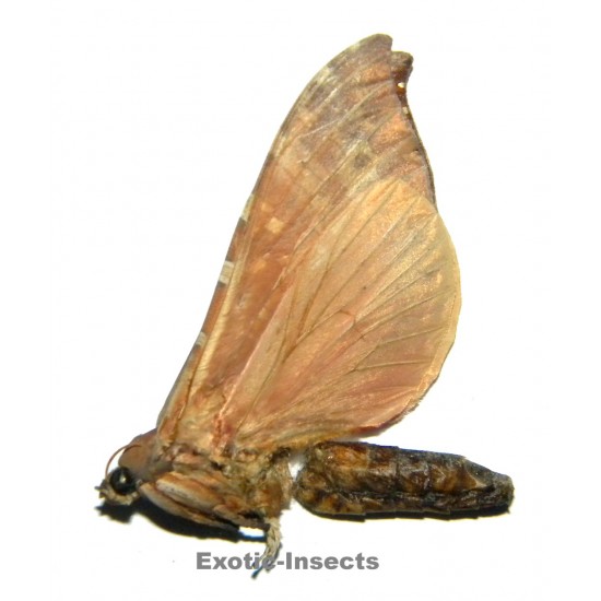Phassodes vitiensis  SPECIMEN 5