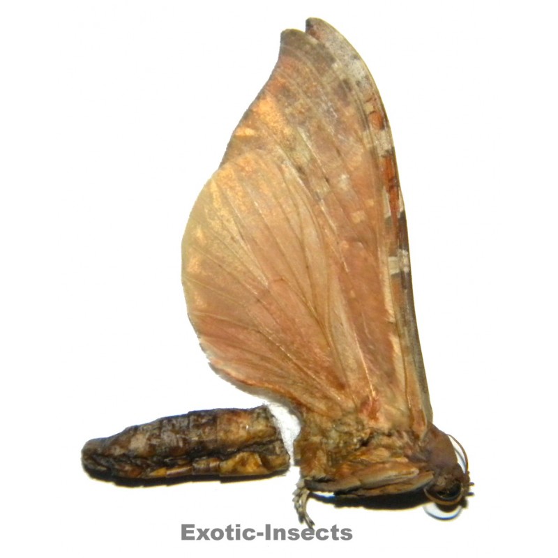 Phassodes vitiensis  SPECIMEN 5