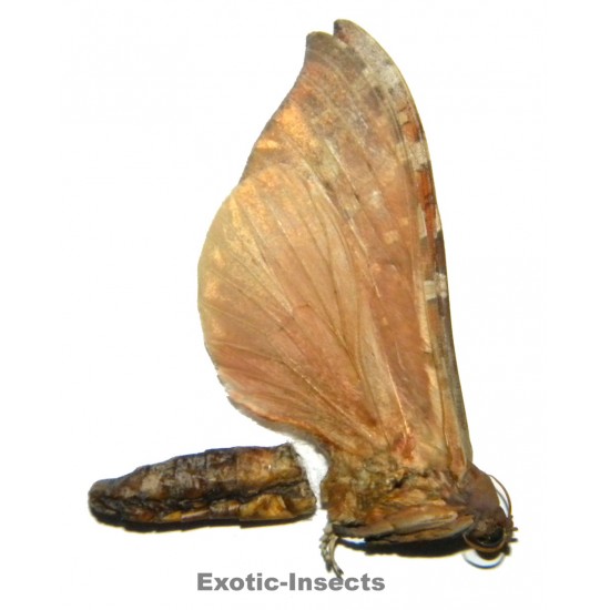 Phassodes vitiensis  SPECIMEN 5