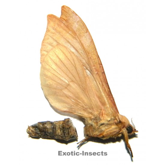Phassodes vitiensis  SPECIMEN 7