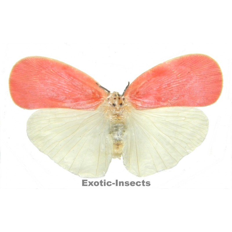 Flatida sp.01