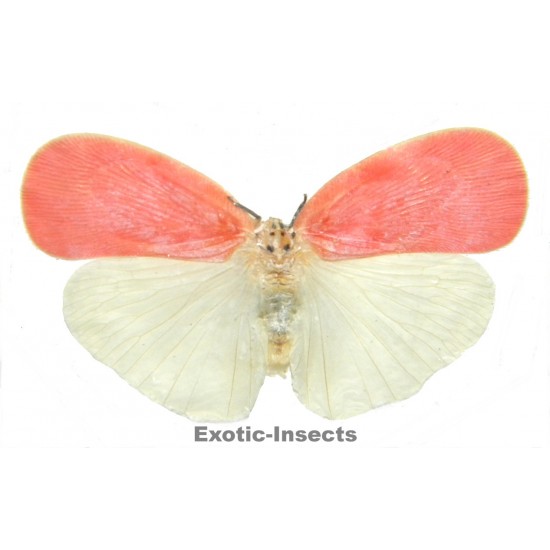 Flatida sp.01