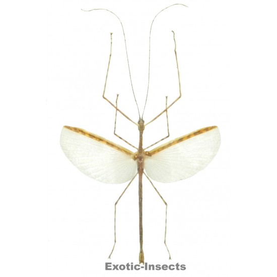 Necroscia punctata  ORANGE FORM