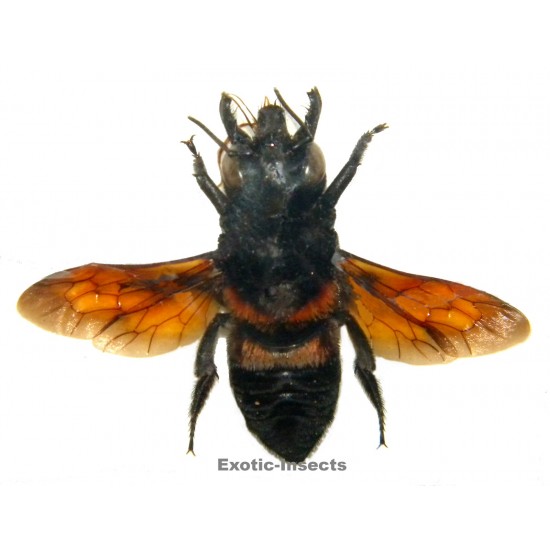 Megachile sp.03