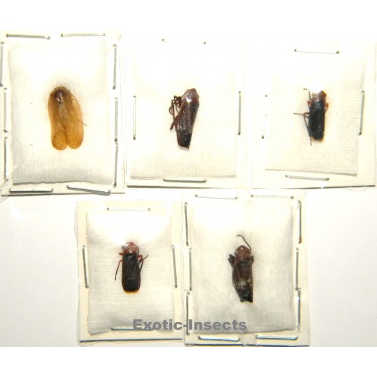 Homoptera mix02  Set of 5