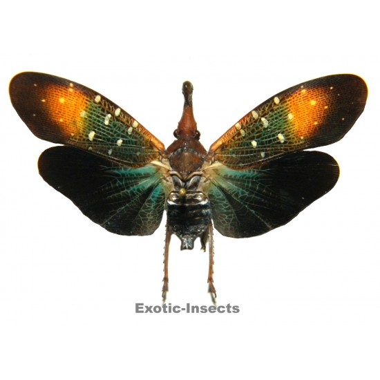 Pyrops gunjii  CLOSED WINGS