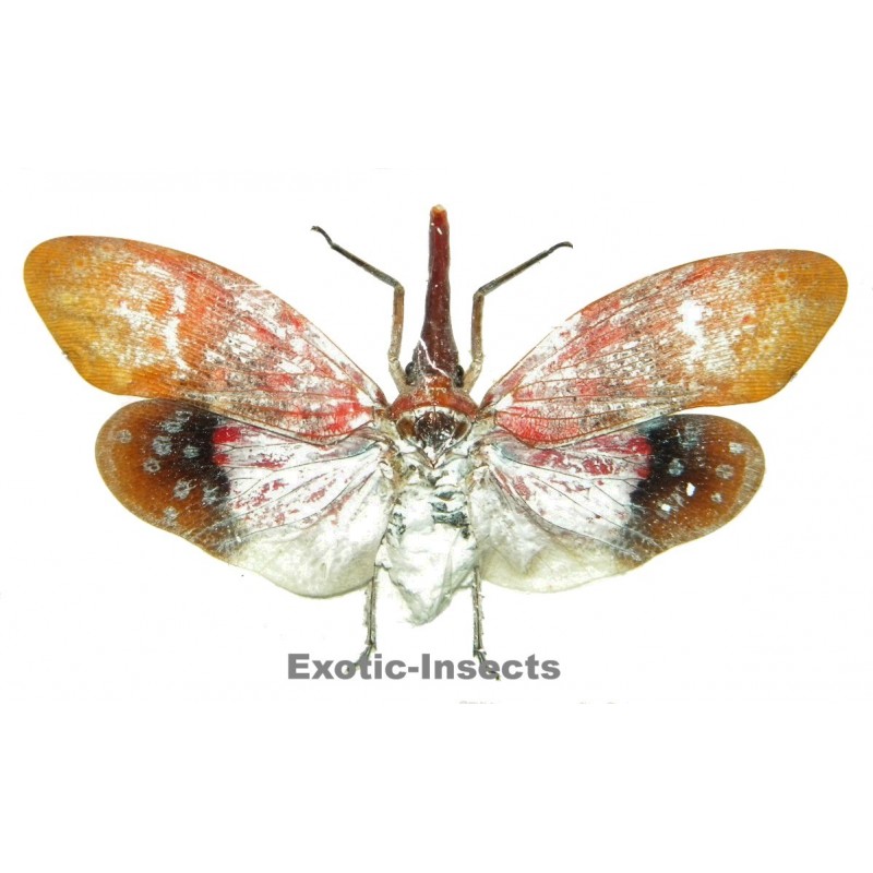 Pyrops sultani (closed wings)