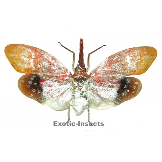 Pyrops sultani (closed wings)