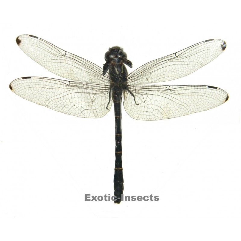Anisoptera sp.24