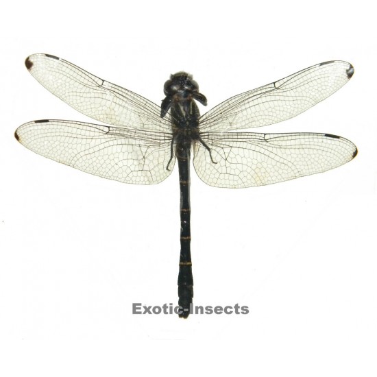 Anisoptera sp.24