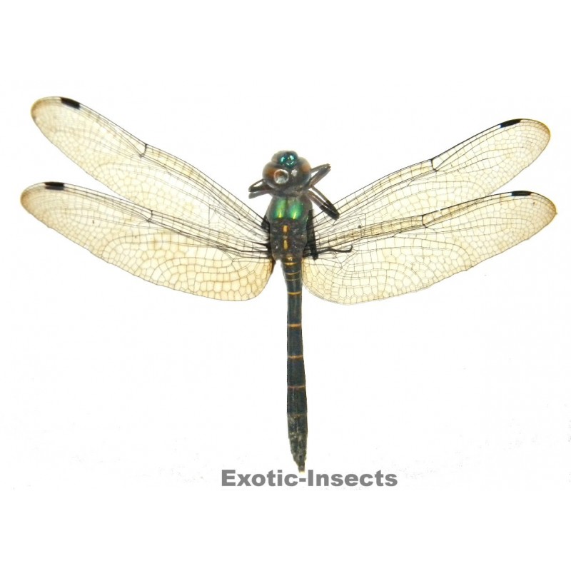 Anisoptera sp.27