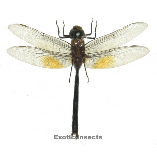 Anax guttatus