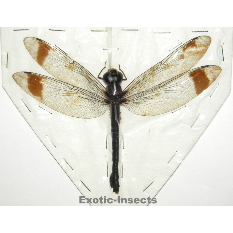 Tetracanthagyna brunnea