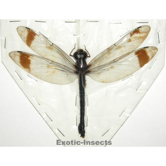 Tetracanthagyna brunnea