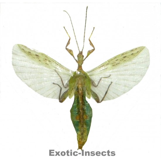 Phyllium jacobsoni  OPEN WINGS