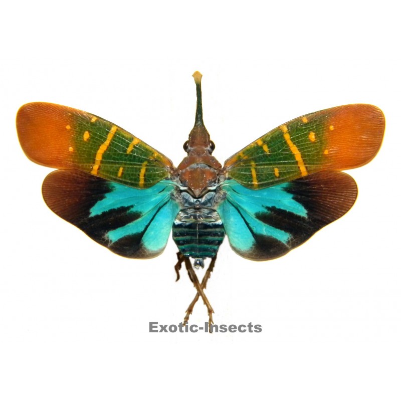 Saiva transversolineata (closed wings)