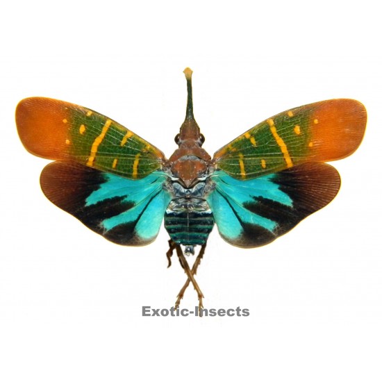Saiva transversolineata (closed wings)