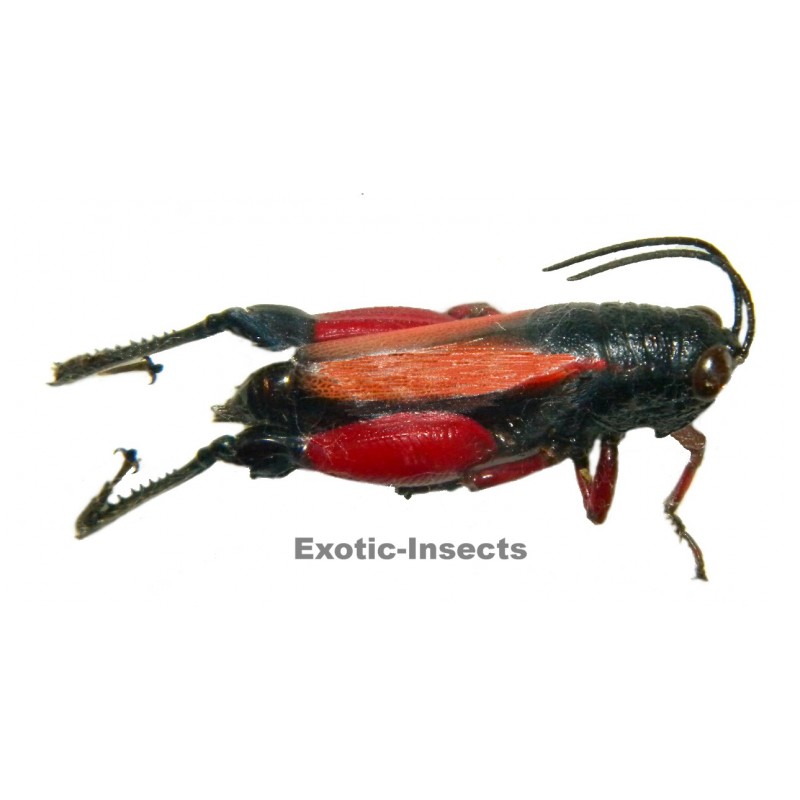 Phalaca grylloides